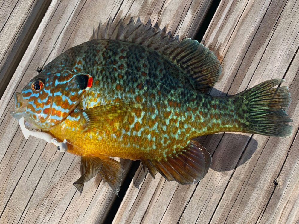 Pumpkinseed Fish