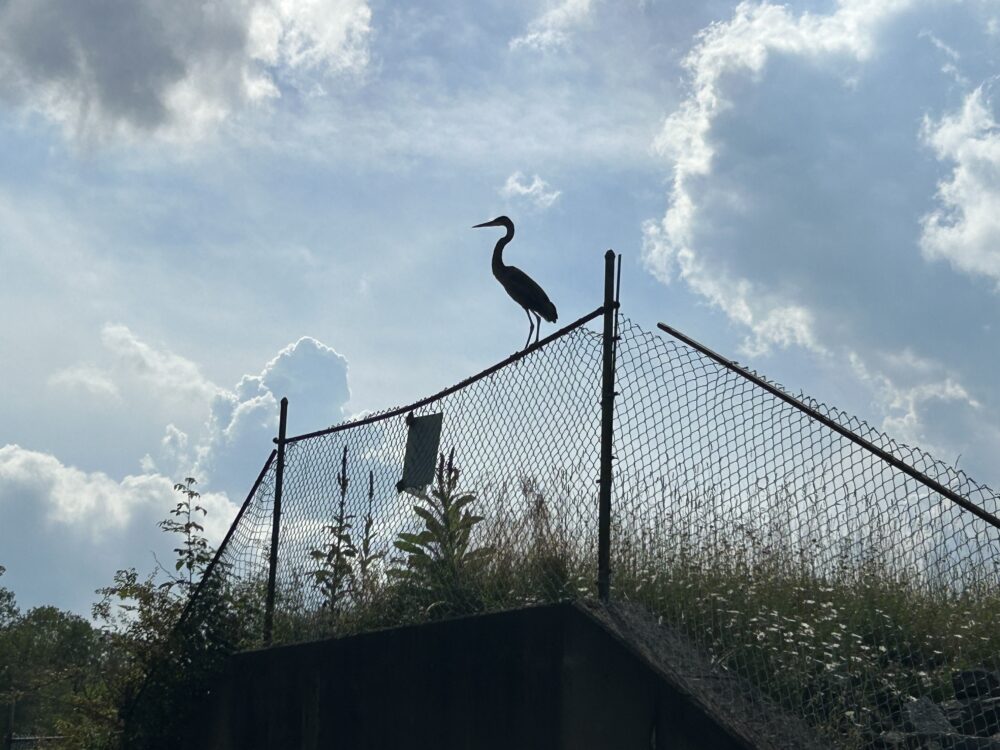 Great Blue Heron