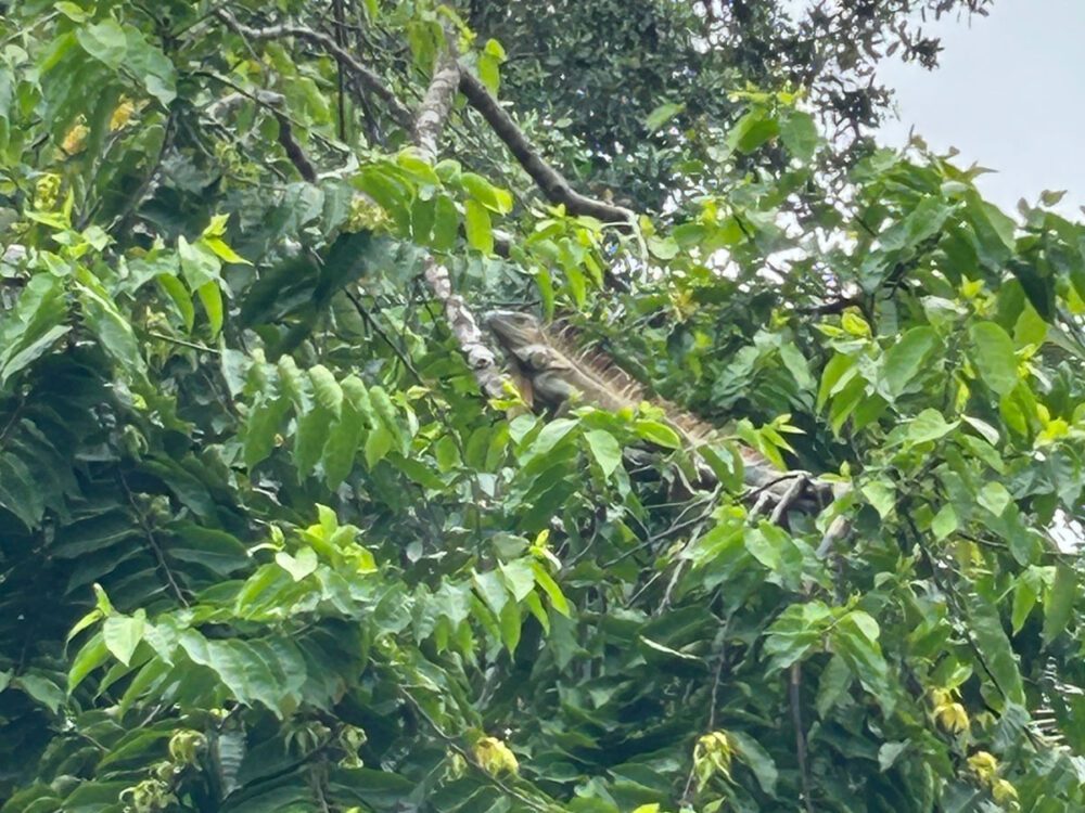 Iguana Bocas del Toro