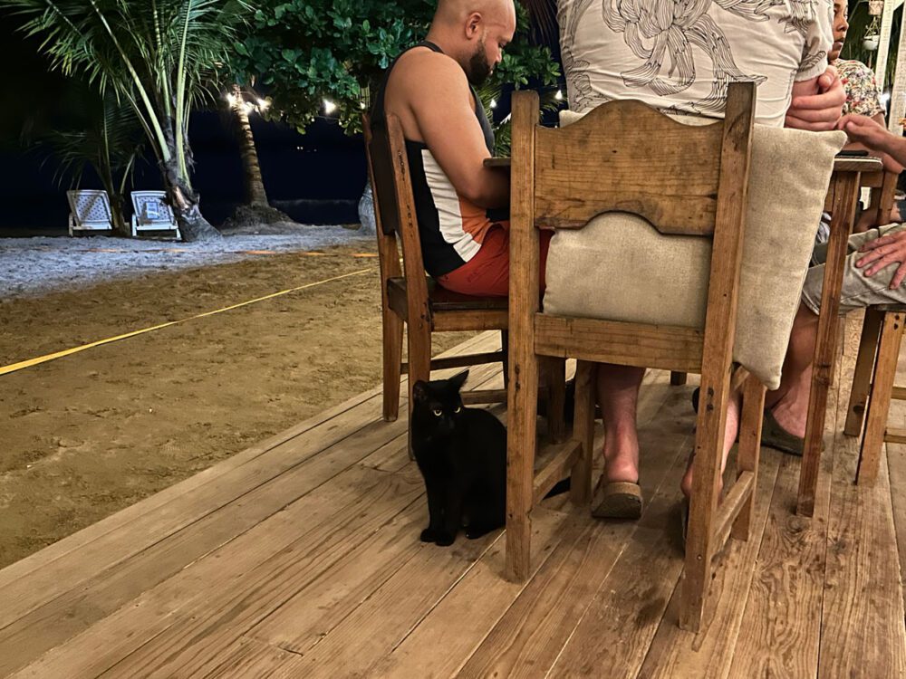 Pipa Beach Cat