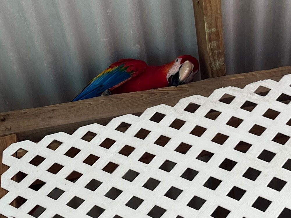 Restaurant Soles Macaw